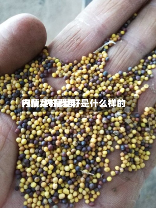 内蒙菜籽费用行情/内蒙菜籽是什么样的