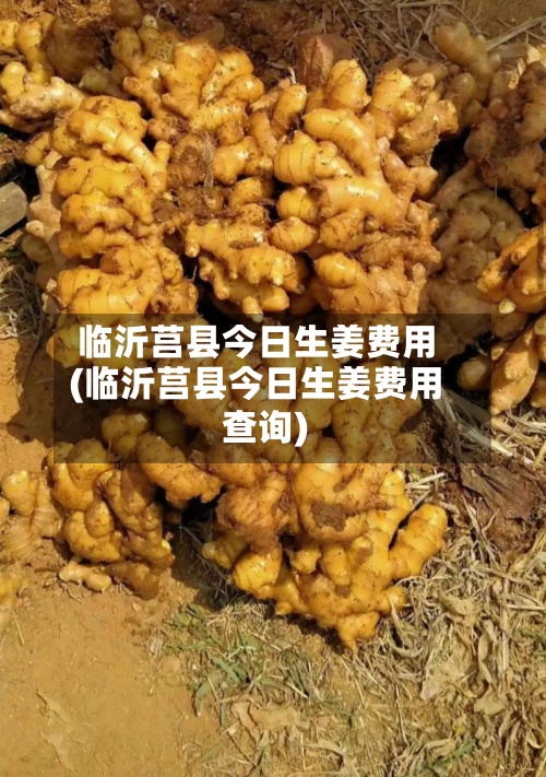 临沂莒县今日生姜费用(临沂莒县今日生姜费用查询)-第3张图片