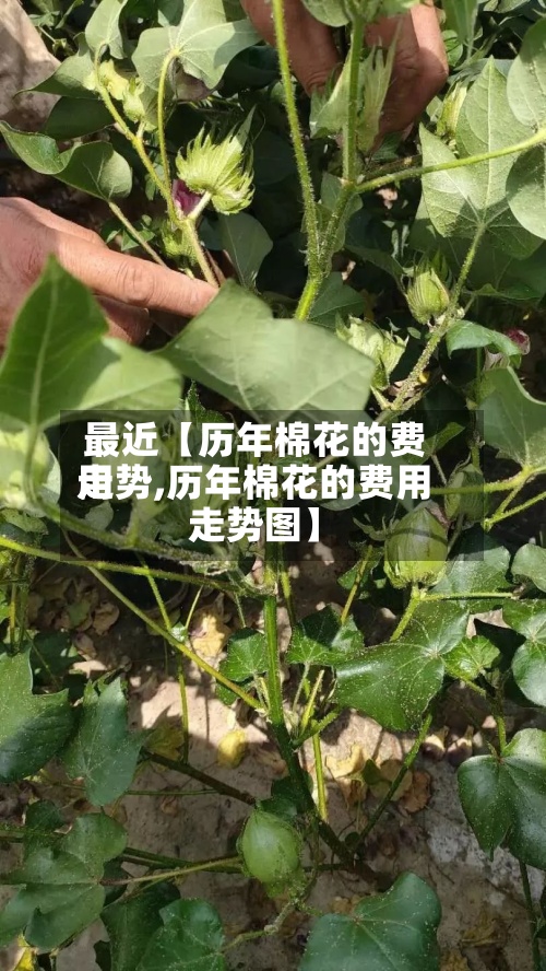 最近【历年棉花的费用走势,历年棉花的费用走势图】-第2张图片