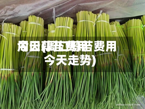 周口蒜苔费用今天(周口蒜苔费用今天走势)-第2张图片