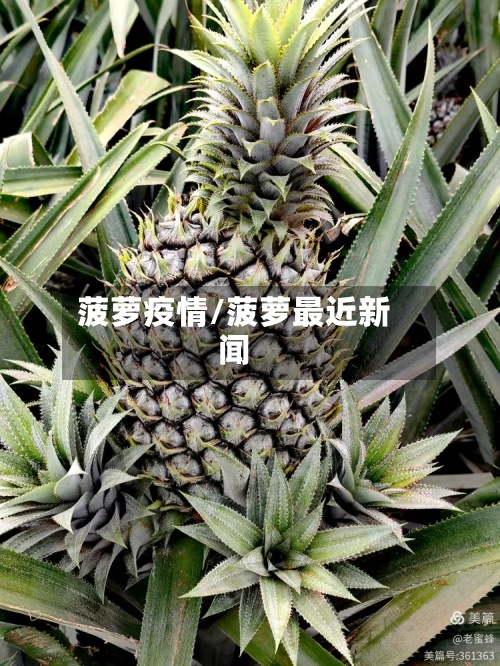 菠萝疫情/菠萝最近新闻-第3张图片