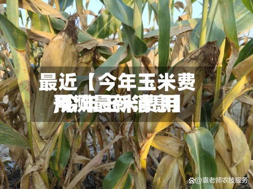 最近【今年玉米费用,今年玉米费用预测最新消息】-第2张图片