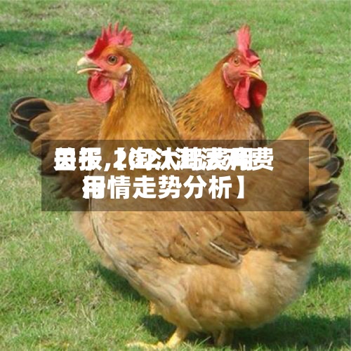 关于【淘汰鸡费用日报,2021淘汰鸡费用行情走势分析】-第2张图片