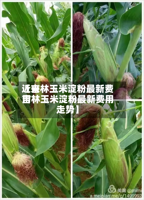 近来【吉林玉米淀粉最新费用吉林玉米淀粉最新费用走势】-第3张图片