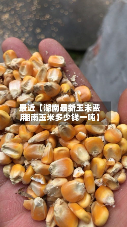 最近【湖南最新玉米费用,湖南玉米多少钱一吨】