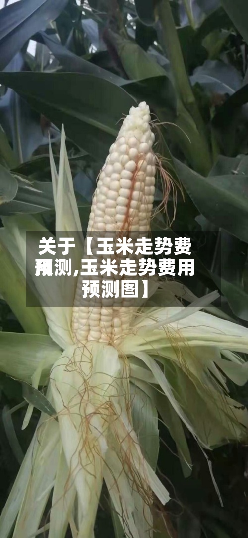 关于【玉米走势费用预测,玉米走势费用预测图】