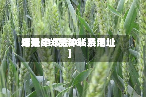 近来【延津郑麦366费用郑麦618品种联系地址】