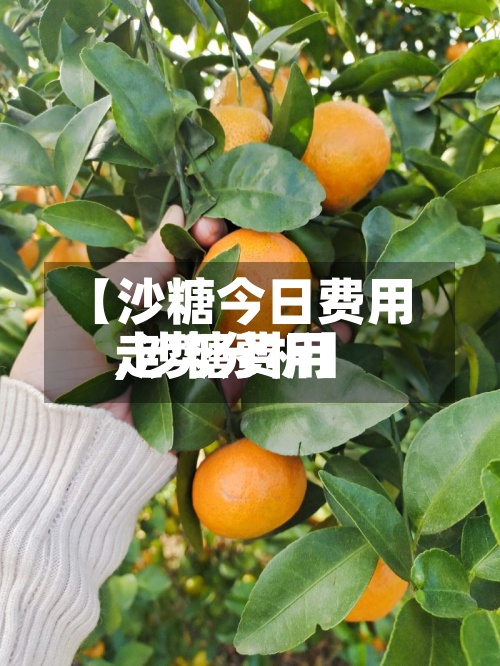 【沙糖今日费用,沙糖费用走势分析】-第3张图片