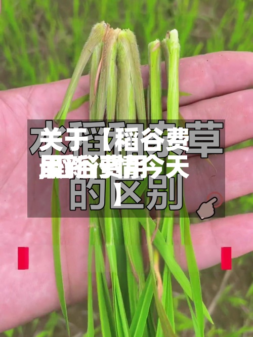 关于【稻谷费用,稻谷费用最新行情今天】
