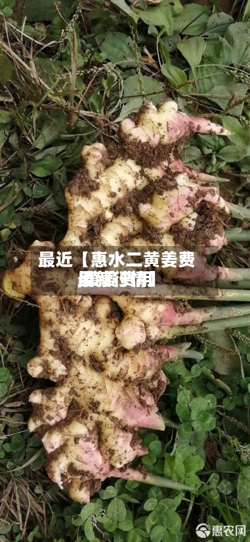 最近【惠水二黄姜费用
,黄姜费用
最新行情】-第2张图片