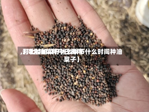 【河北油菜籽今日费用,河北种油菜籽什么季节什么时间种油菜子】