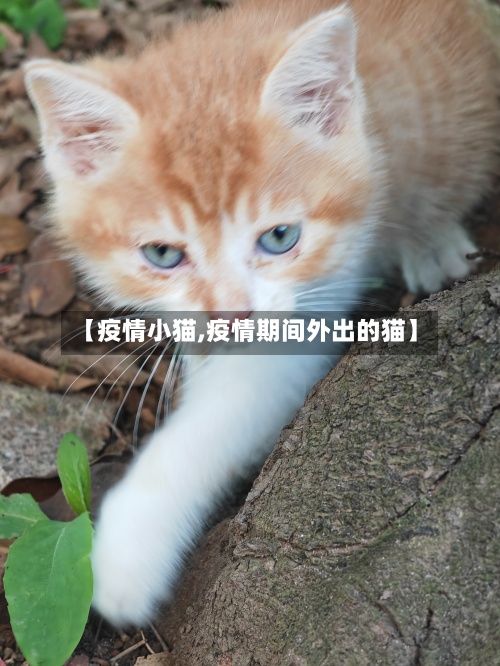 【疫情小猫,疫情期间外出的猫】-第3张图片