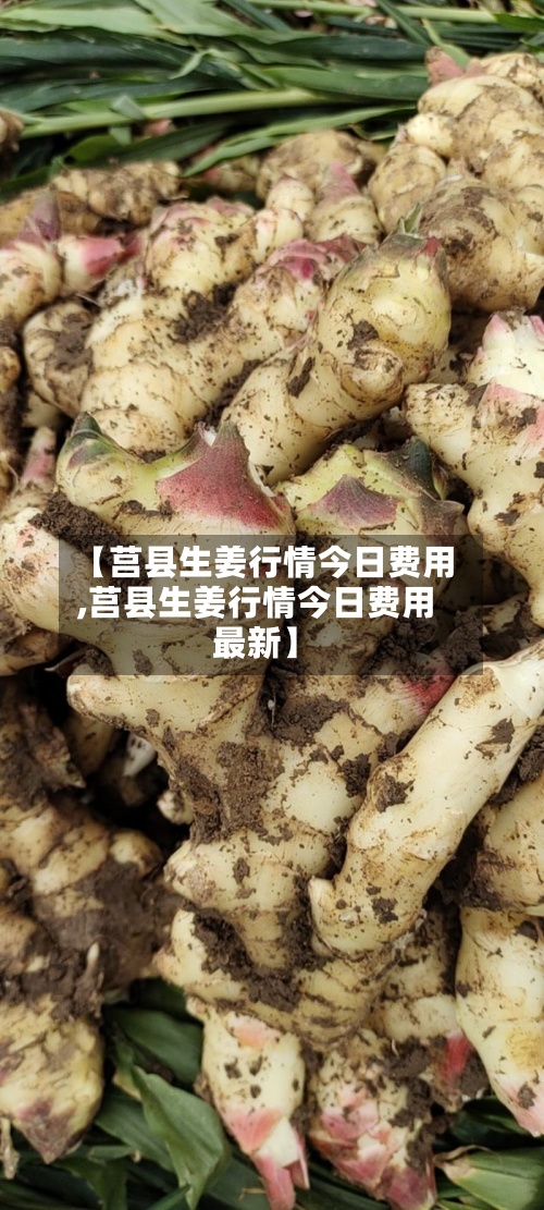 【莒县生姜行情今日费用,莒县生姜行情今日费用最新】-第2张图片