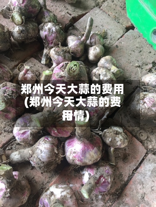 郑州今天大蒜的费用(郑州今天大蒜的费用行情)-第2张图片