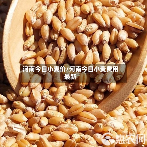 河南今日小麦价/河南今日小麦费用
最新-第3张图片