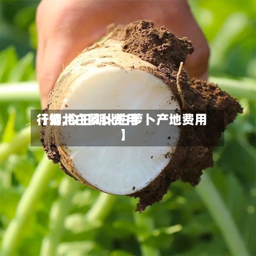 【湖北白萝卜费用
行情,今日湖北白萝卜产地费用
】-第3张图片