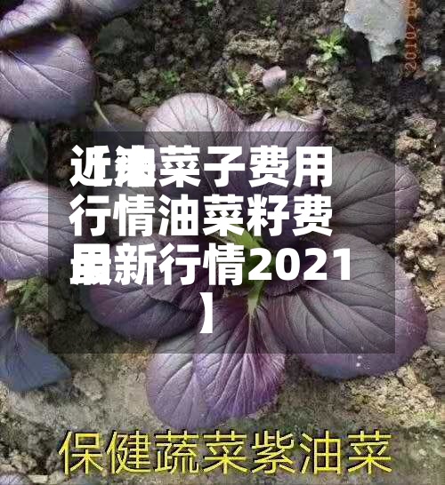 近来【油菜子费用行情油菜籽费用最新行情2021】-第2张图片
