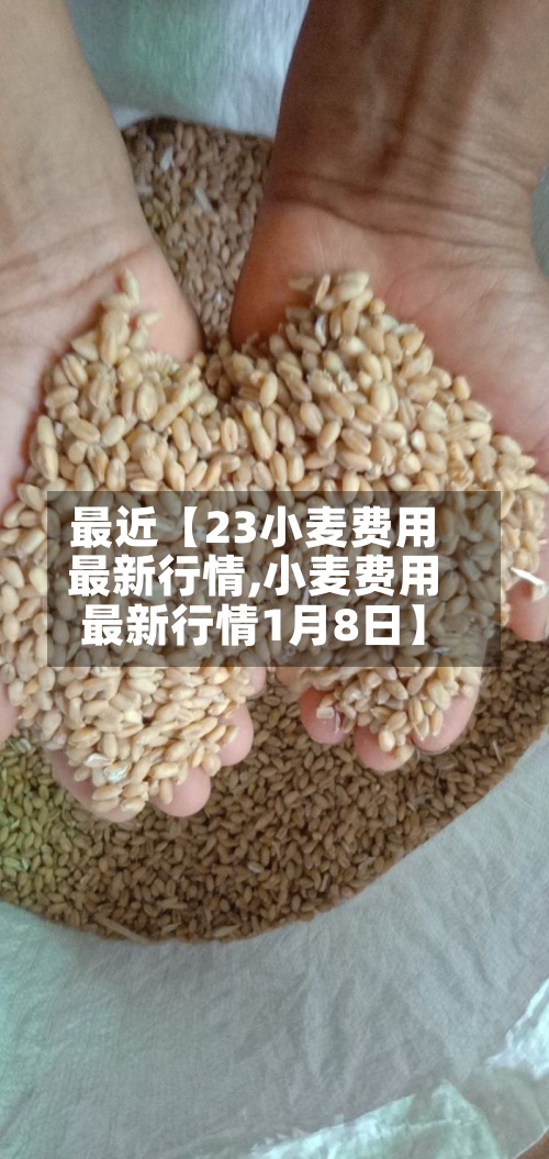 最近【23小麦费用最新行情,小麦费用最新行情1月8日】