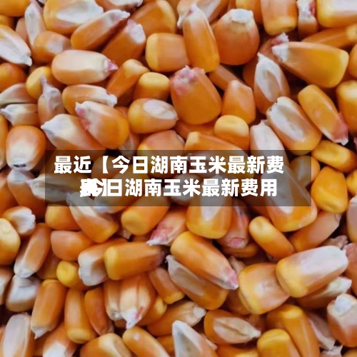 最近【今日湖南玉米最新费用,今日湖南玉米最新费用表】
