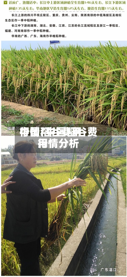 中国稻谷费用行情/中国稻谷费用行情分析-第2张图片