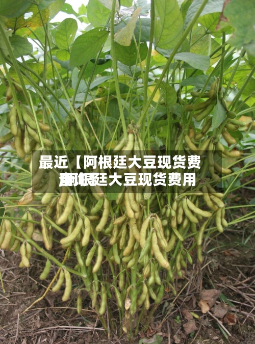 最近【阿根廷大豆现货费用,阿根廷大豆现货费用查询】