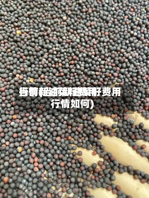 当前新油菜籽费用行情(当前新油菜籽费用行情如何)-第2张图片