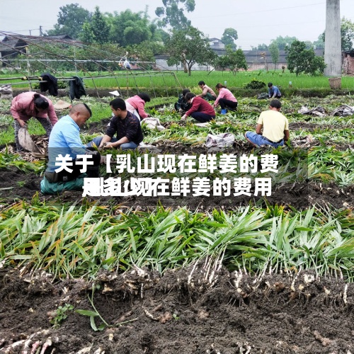 关于【乳山现在鲜姜的费用,乳山现在鲜姜的费用是多少】-第3张图片
