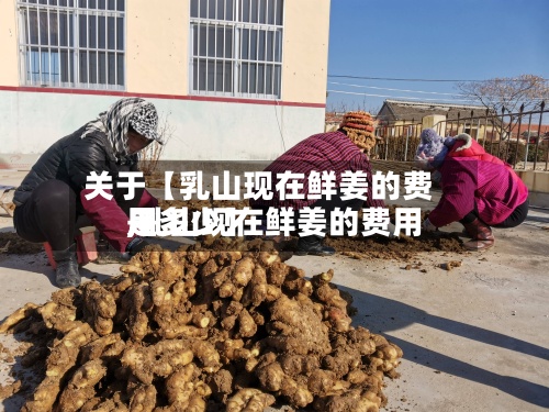 关于【乳山现在鲜姜的费用,乳山现在鲜姜的费用是多少】