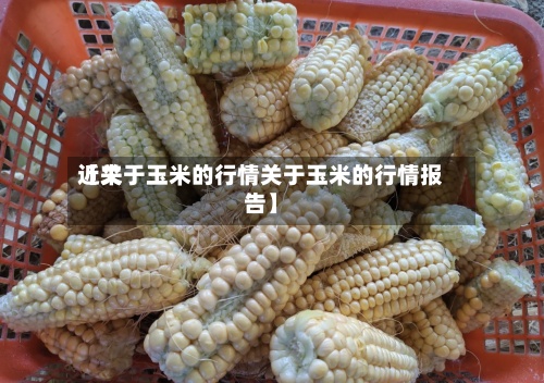 近来【关于玉米的行情关于玉米的行情报告】