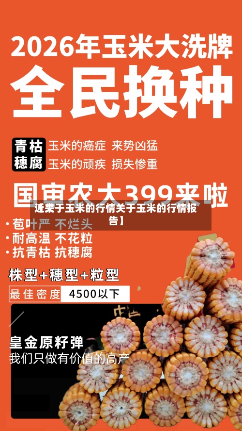近来【关于玉米的行情关于玉米的行情报告】-第3张图片