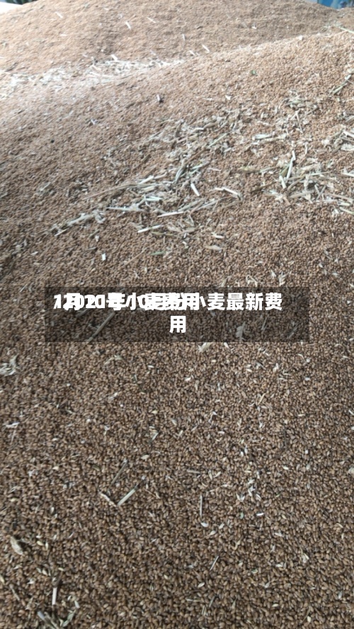 1月10号小麦费用/2021年10月份小麦最新费用