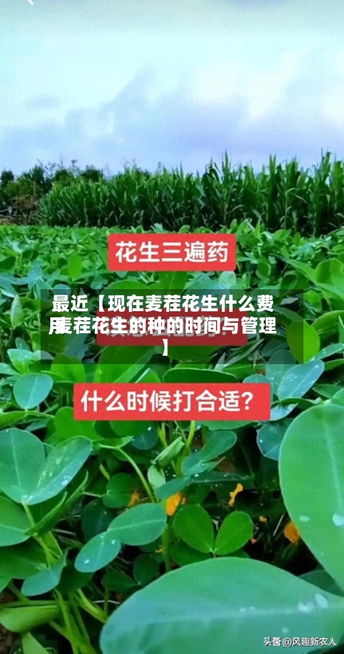 最近【现在麦茬花生什么费用,麦茬花生的种的时间与管理】