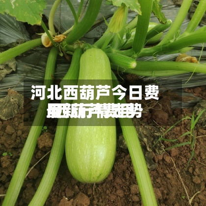 河北西葫芦今日费用/西葫芦费用最新行情走势
