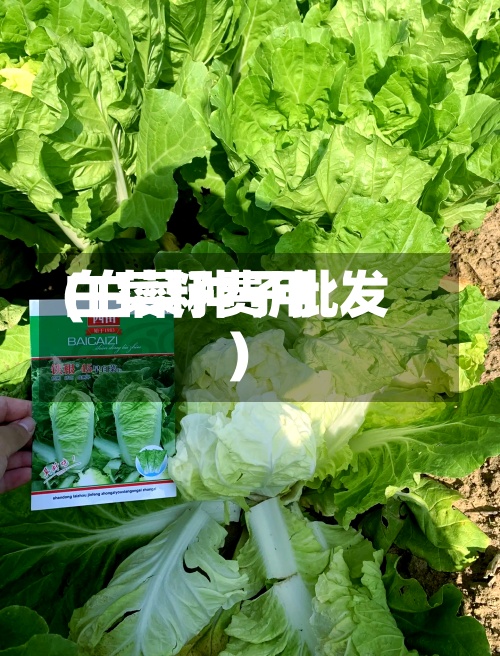白菜籽费用
(白菜种子批发)-第2张图片