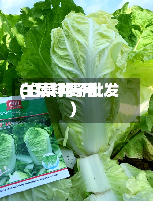 白菜籽费用
(白菜种子批发)-第3张图片