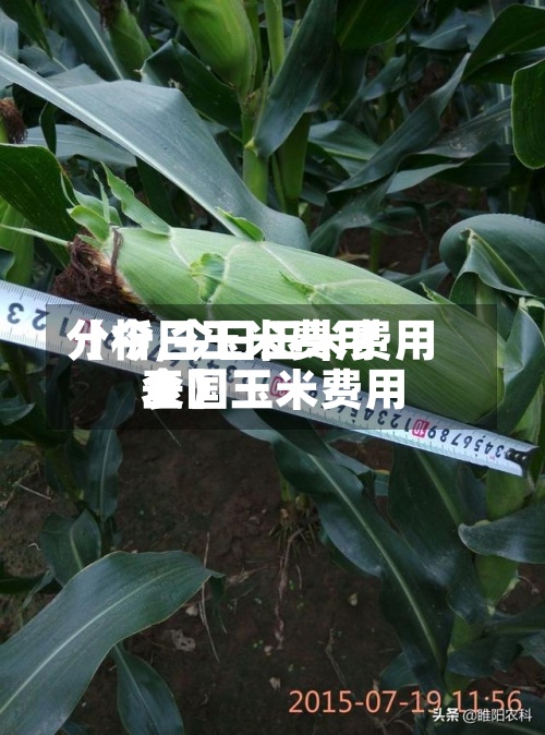 【今日玉米费用分析,今日玉米费用全国玉米费用表】-第2张图片