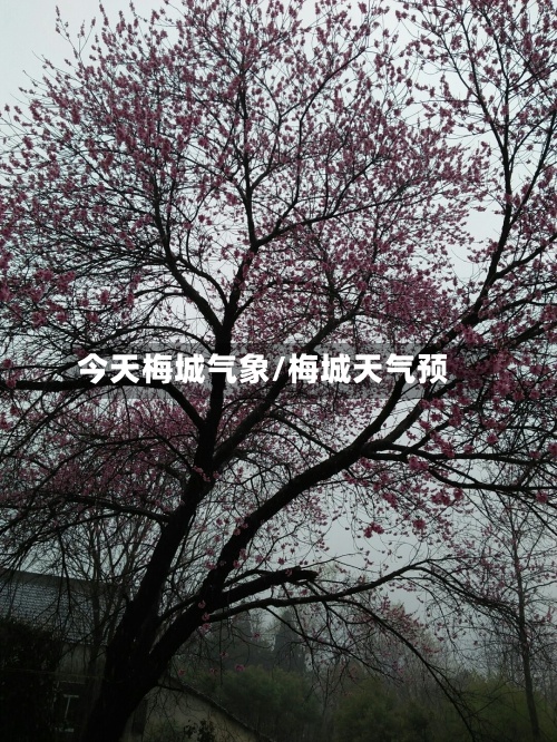 今天梅城气象/梅城天气预