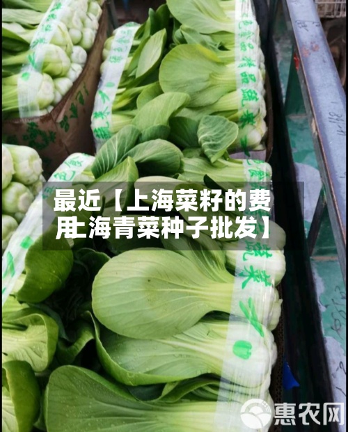 最近【上海菜籽的费用
,上海青菜种子批发】-第3张图片