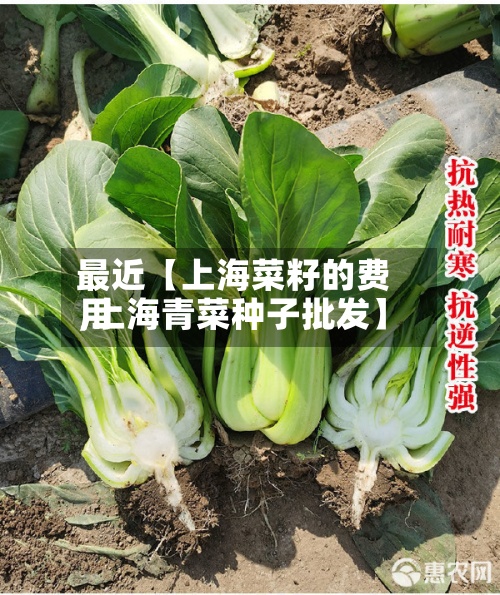 最近【上海菜籽的费用
,上海青菜种子批发】-第2张图片