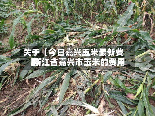 关于【今日嘉兴玉米最新费用
,浙江省嘉兴市玉米的费用
】-第2张图片