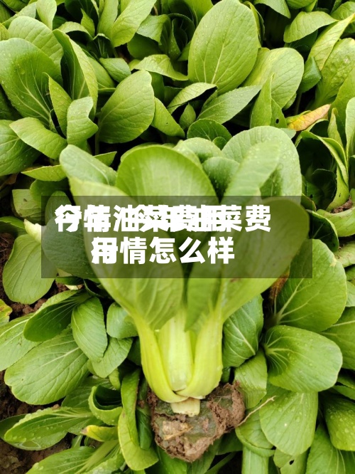 今年油菜费用行情/今年油菜费用行情怎么样-第2张图片