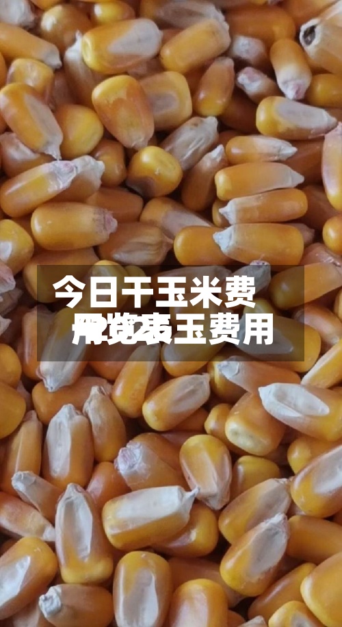 今日干玉米费用/2026玉费用一览表-第3张图片