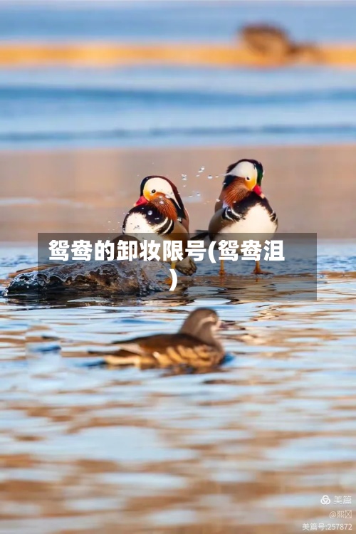 鸳鸯的卸妆限号(鸳鸯沮)-第3张图片