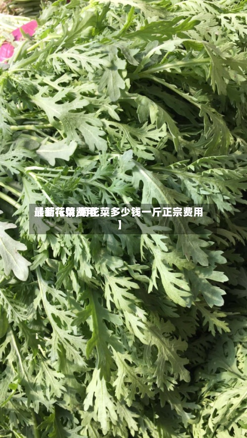 【菊花菜费用最新行情,菊花菜多少钱一斤正宗费用】