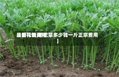 【菊花菜费用最新行情,菊花菜多少钱一斤正宗费用】-第2张图片