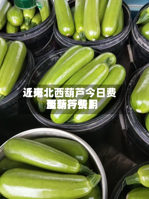 近来【河北西葫芦今日费用西葫芦费用最新行情】
