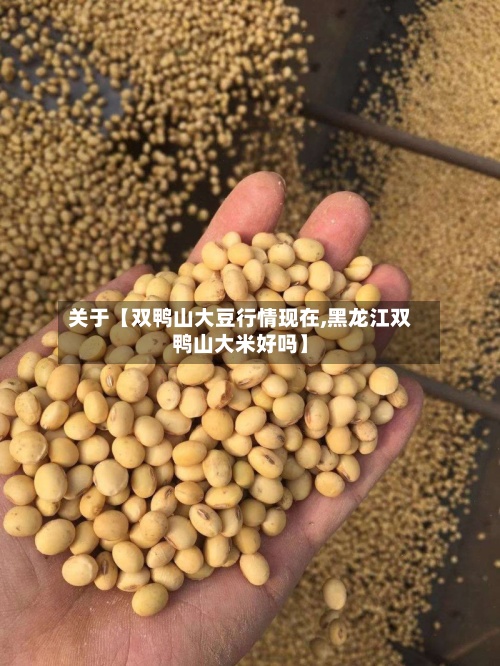 关于【双鸭山大豆行情现在,黑龙江双鸭山大米好吗】-第3张图片