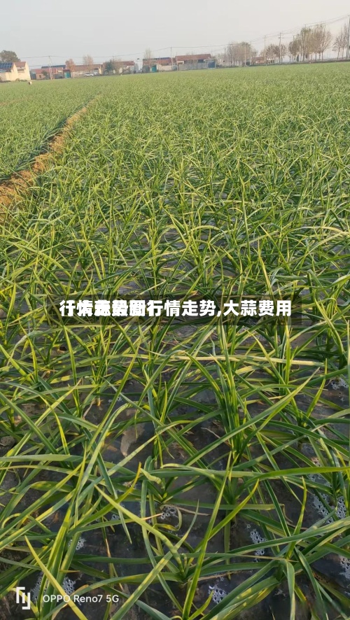 【大蒜最新行情走势,大蒜费用行情走势图】
